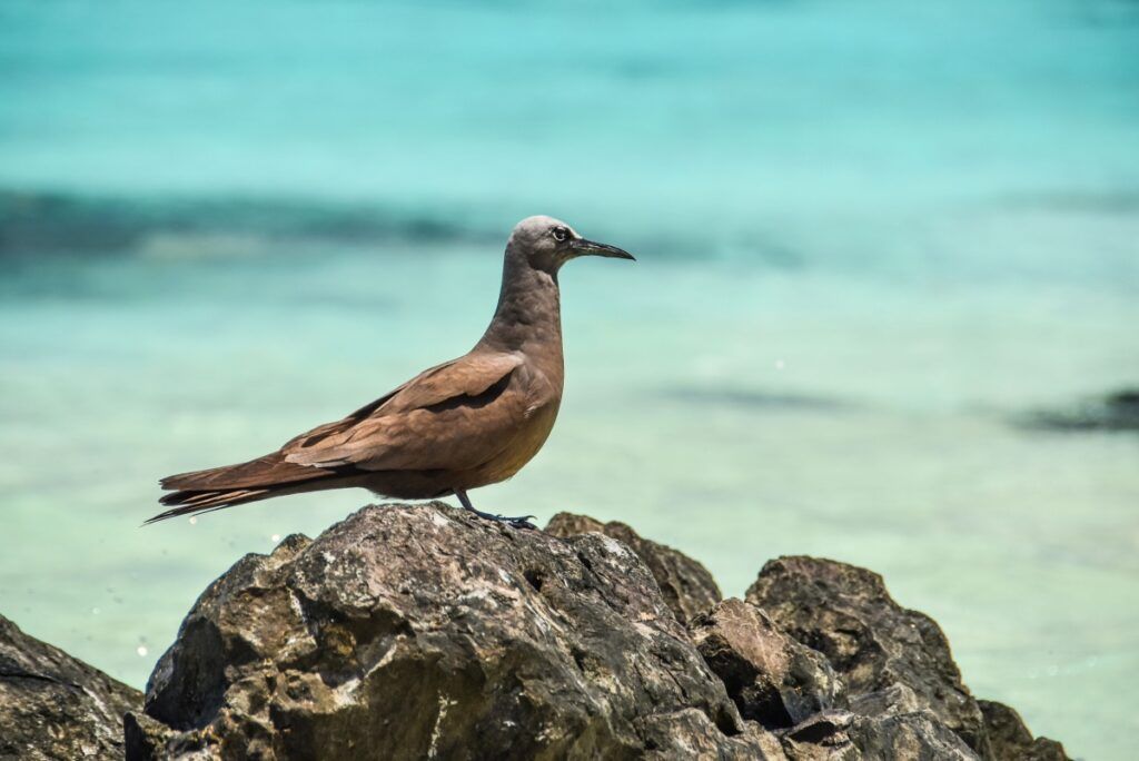 20 Animals & Birds in Rarotonga & the Cook Islands 🐦 - Cook Islands Pocket Guide