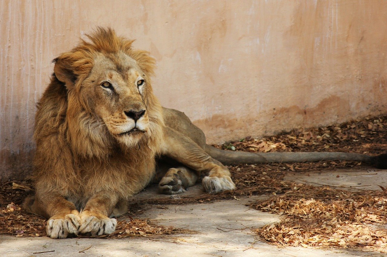 Things to know about Jaipur Zoo and its nearby places