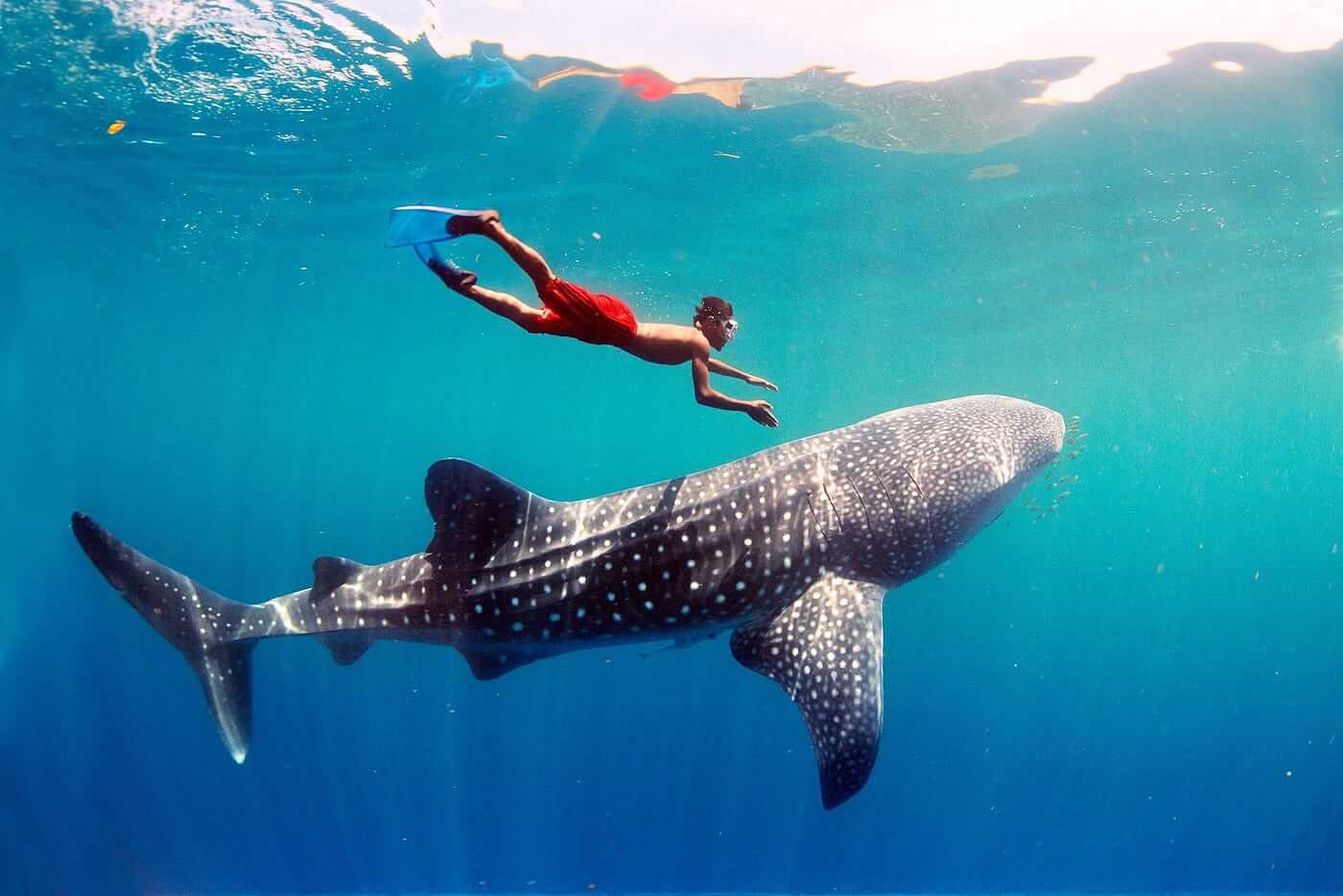 Swimming With Whale Sharks